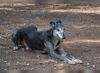 Sanfter CANOSO- wundershübscher, super lieber Galgo sucht ein sicheres Plätzchen voller Geborgenheit