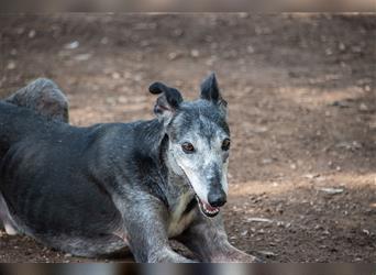 Sanfter CANOSO- wundershübscher, super lieber Galgo sucht ein sicheres Plätzchen voller Geborgenheit