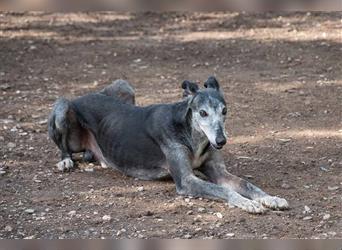 Sanfter CANOSO- wundershübscher, super lieber Galgo sucht ein sicheres Plätzchen voller Geborgenheit