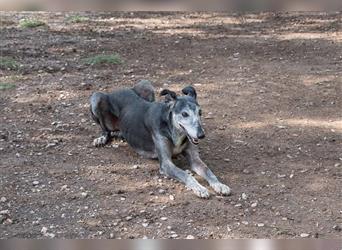 Sanfter CANOSO- wundershübscher, super lieber Galgo sucht ein sicheres Plätzchen voller Geborgenheit