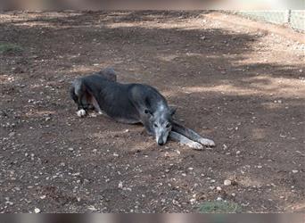 Sanfter CANOSO- wundershübscher, super lieber Galgo sucht ein sicheres Plätzchen voller Geborgenheit