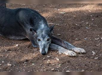 Sanfter CANOSO- wundershübscher, super lieber Galgo sucht ein sicheres Plätzchen voller Geborgenheit