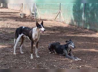 KAZON-bezaubernder, sanfter, anhänglicher, leinenführiger Podenco-Mischlings-Bub