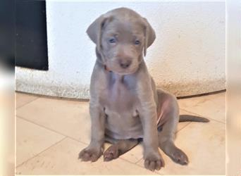 Wunderschöne Weimaraner Welpen mit Papieren