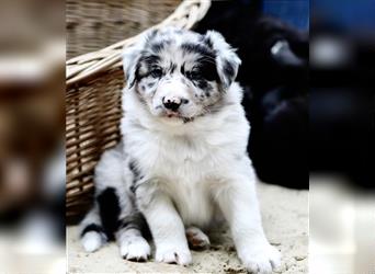 Australian Shepherd Welpen aus tollen Linien, ASCA