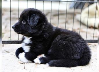 Australian Shepherd Welpen aus tollen Linien, ASCA