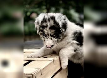 Australian Shepherd Welpen aus tollen Linien, ASCA