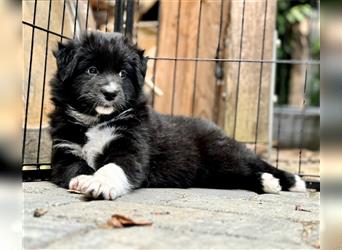 Australian Shepherd Welpen aus tollen Linien, ASCA