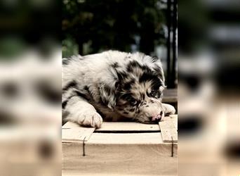 Australian Shepherd Welpen aus tollen Linien, ASCA