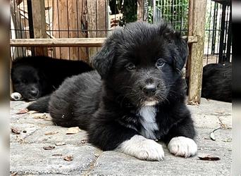 Australian Shepherd Welpen aus tollen Linien, ASCA