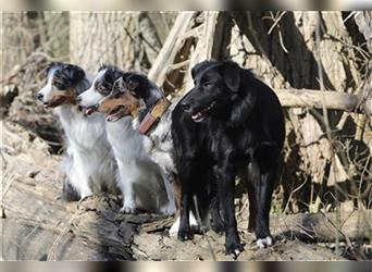 Australian Shepherd Welpen aus tollen Linien, ASCA