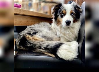 Australian Shepherd Welpen aus tollen Linien, ASCA