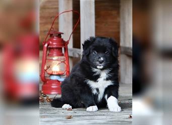 Australian Shepherd Welpen aus tollen Linien, ASCA