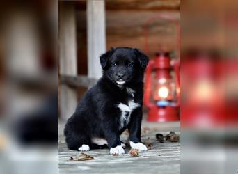 Australian Shepherd Welpen aus tollen Linien, ASCA