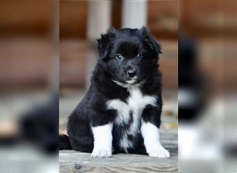 Australian Shepherd Welpen aus tollen Linien, ASCA