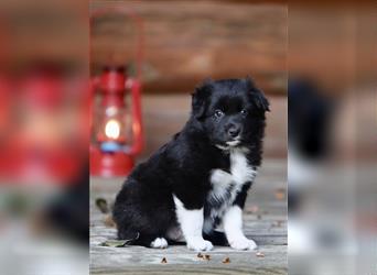 Australian Shepherd Welpen aus tollen Linien, ASCA