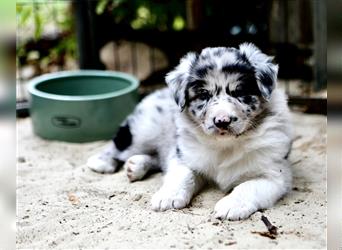 Australian Shepherd Welpen aus tollen Linien, ASCA