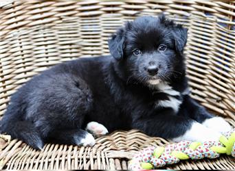 Australian Shepherd Welpen aus tollen Linien, ASCA