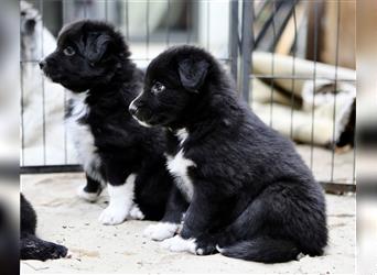 Australian Shepherd Welpen aus tollen Linien, ASCA