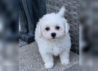 Bichon frise