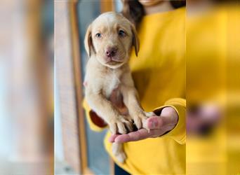 Labrador Welpen gelb braun und schwarz