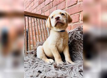 Labrador Welpen gelb braun und schwarz