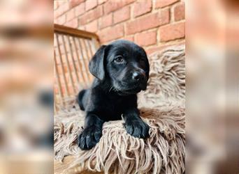 Labrador Welpen gelb braun und schwarz