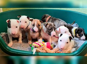 Miniature Bull Terrier Welpen mit Ahnentafel