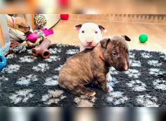 Miniature Bull Terrier Welpen mit Ahnentafel