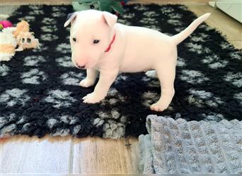 Miniature Bull Terrier Welpen mit Ahnentafel