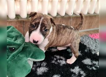 Miniature Bull Terrier Welpen mit Ahnentafel