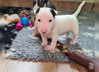 Miniature Bull Terrier Welpen mit Ahnentafel