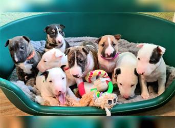 Miniature Bull Terrier Welpen mit Ahnentafel