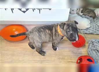 Miniature Bull Terrier Welpen mit Ahnentafel