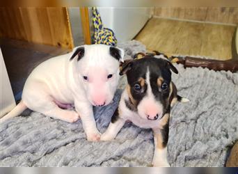 Miniature Bull Terrier Welpen mit Ahnentafel