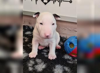 Miniature Bull Terrier Welpen mit Ahnentafel