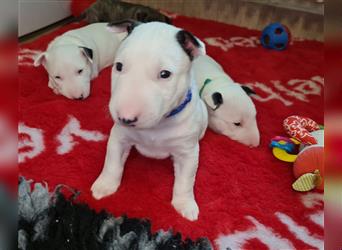 Miniature Bull Terrier Welpen mit Ahnentafel