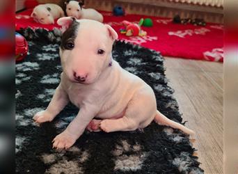 Miniature Bull Terrier Welpen mit Ahnentafel