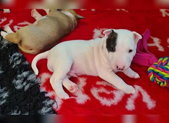 Miniature Bull Terrier Welpen mit Ahnentafel