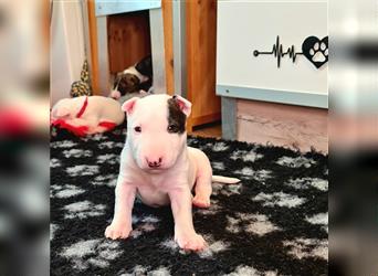 Miniature Bull Terrier Welpen mit Ahnentafel