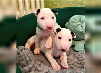 Miniature Bull Terrier Welpen mit Ahnentafel