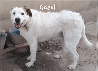 Gazul 06/2019 (ESP) - charismatischer und sozialer Boxer-Herdenschutz Mix!