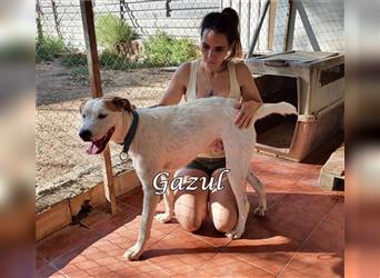 Gazul 06/2019 (ESP) - charismatischer und sozialer Boxer-Herdenschutz Mix!