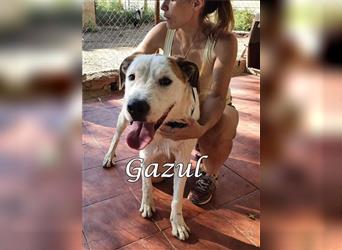 Gazul 06/2019 (ESP) - charismatischer und sozialer Boxer-Herdenschutz Mix!