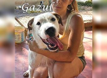 Gazul 06/2019 (ESP) - charismatischer und sozialer Boxer-Herdenschutz Mix!