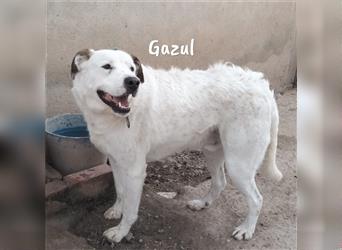 Gazul 06/2019 (ESP) - charismatischer und sozialer Boxer-Herdenschutz Mix!