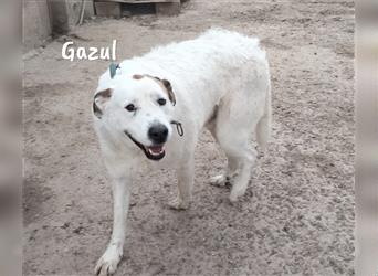 Gazul 06/2019 (ESP) - charismatischer und sozialer Boxer-Herdenschutz Mix!