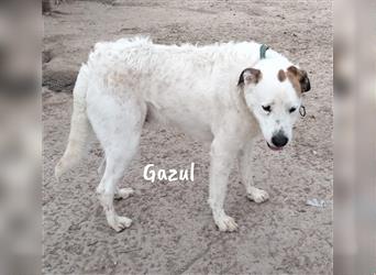 Gazul 06/2019 (ESP) - charismatischer und sozialer Boxer-Herdenschutz Mix!