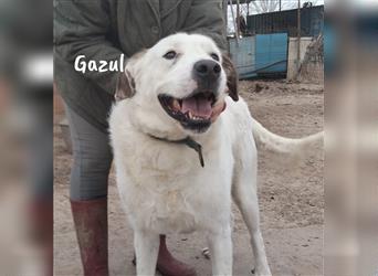 Gazul 06/2019 (ESP) - charismatischer und sozialer Boxer-Herdenschutz Mix!