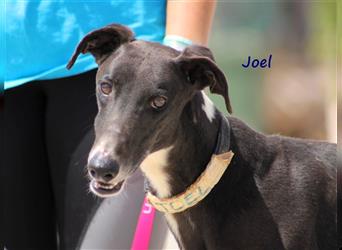 Joel 08/2020 (ESP) - entspannter und sozialer, hübscher Galgo!